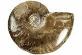 Red Flash Ammonite Fossil - Madagascar #187307-1